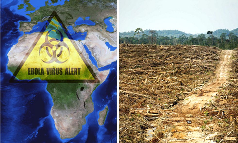 Is Palm Oil Explosion Driving Ebola Outbreak?