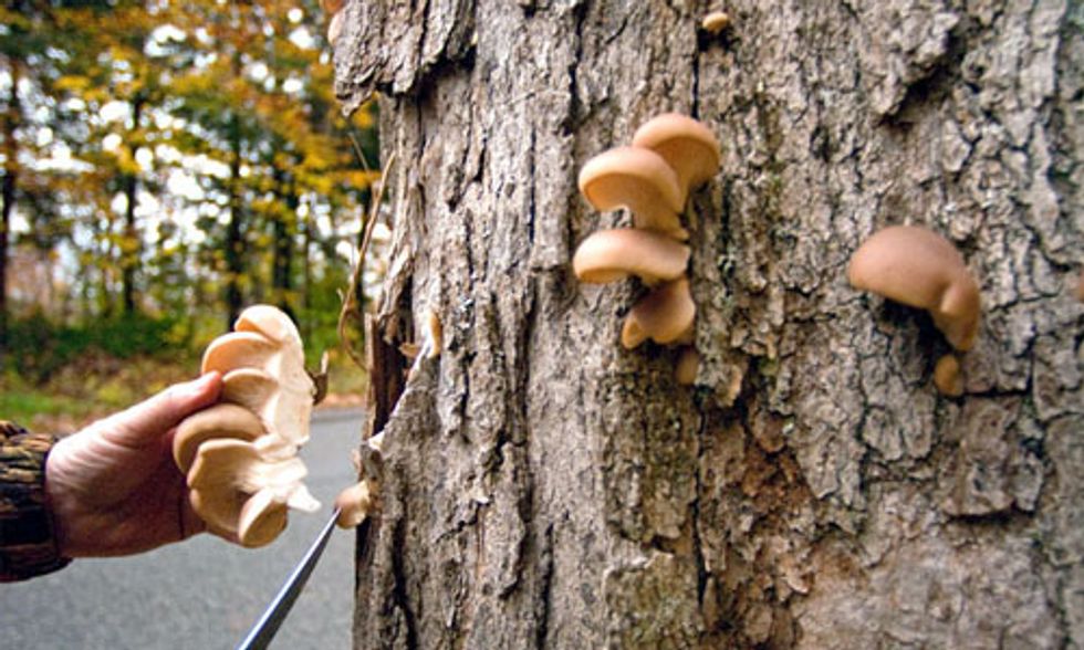 Confessions of a Pot Hunter