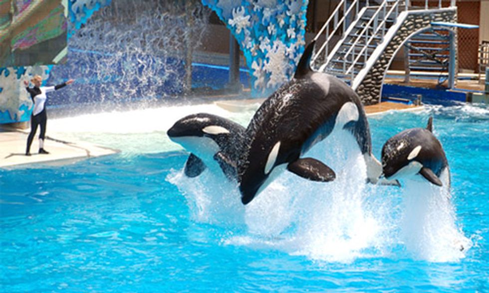 9 Biggest Lies SeaWorld Wants You to Believe