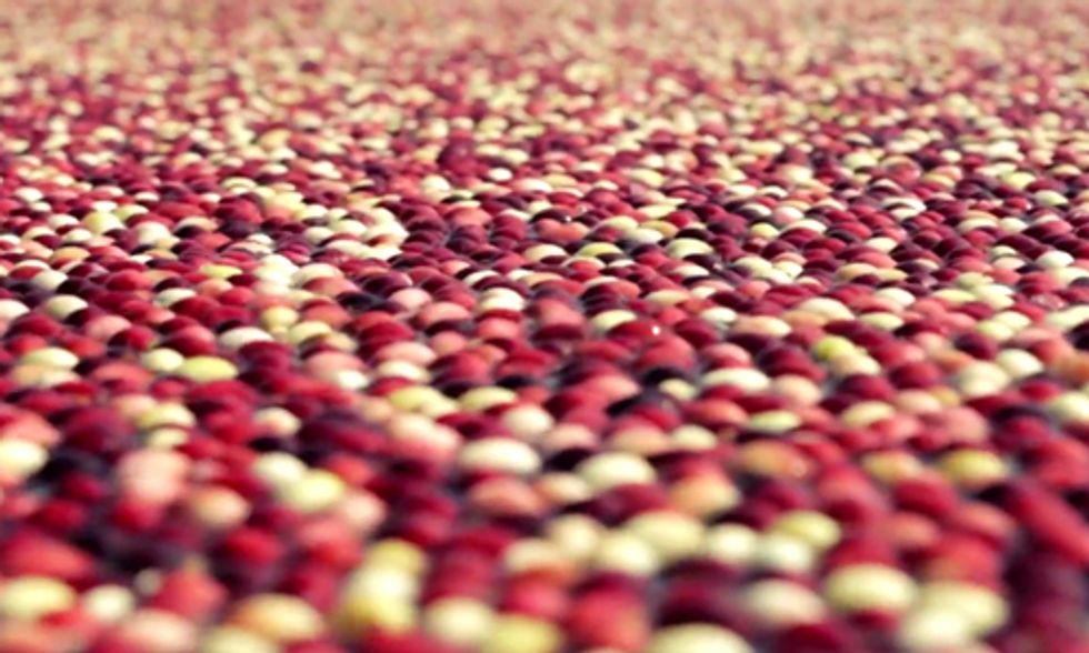 Cranberries: One of the World's Most Powerful Antioxidants