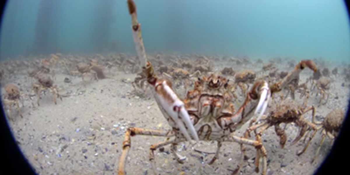 Watch Incredible Migration Of Thousands Of Giant Spider Crabs Ecowatch