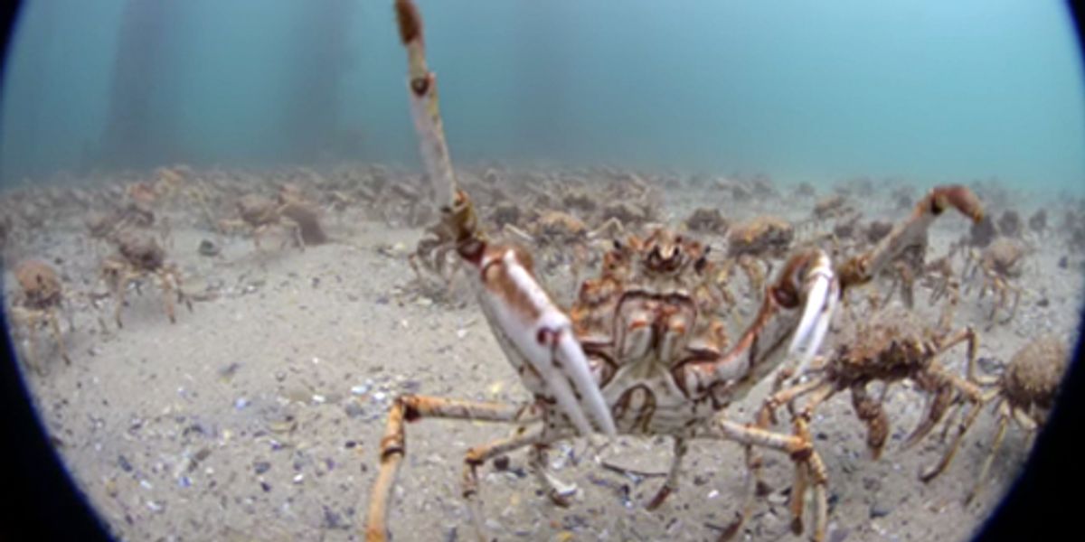 Watch Incredible Migration Of Thousands Of Giant Spider Crabs Ecowatch Watch Incredible Migration Of Thousands Of Giant Spider Crabs Ecowatch