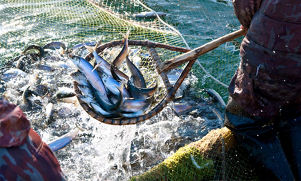 Enjoy Seafood While You Can: Commercial Fisheries Likely to Collapse by 2048