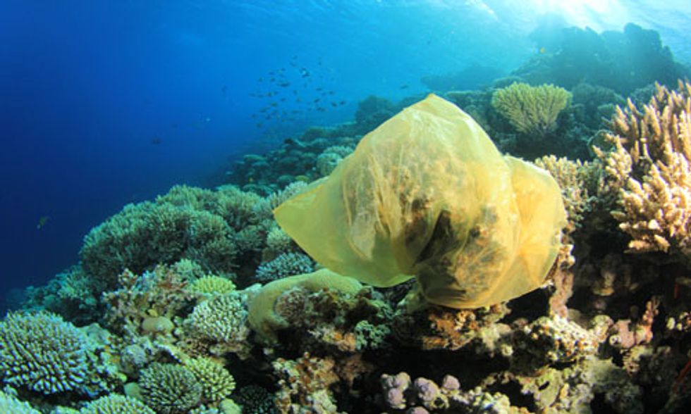 Watch: Baby Sea Turtles at Risk from Plastic Pollution