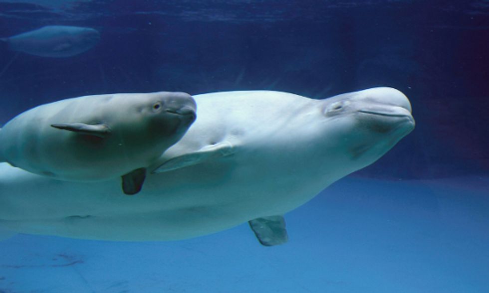 Beluga Whales Obstruct TransCanada's Energy East Pipeline Port