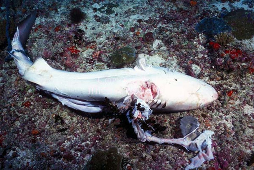 Shark Finning Kills 100 Million Sharks a Year, International Commission