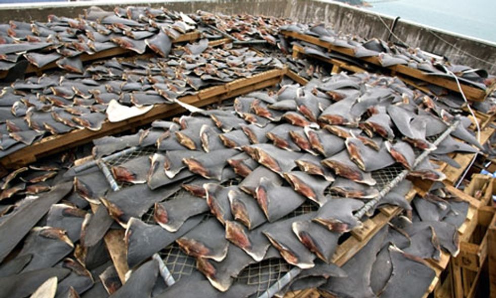 Shark Finning Kills 100 Million Sharks a Year, International Commission Fails to Address Crisis