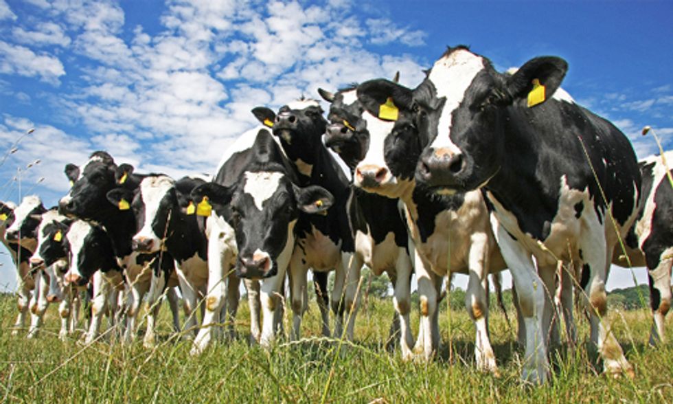 Eating Less Meat and Dairy Essential to Curb Climate Change