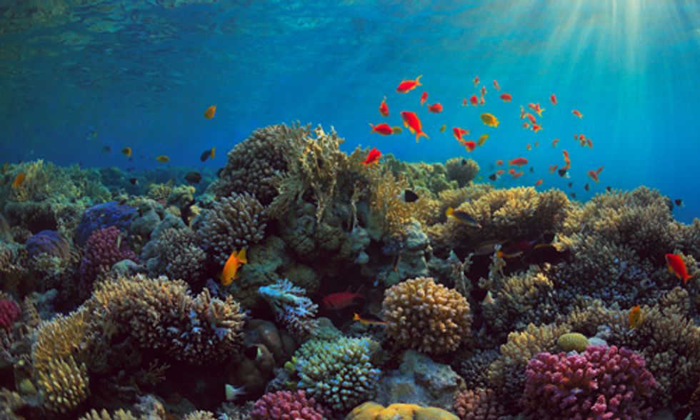 Will New Relations With Cuba Impact Its Pristine Ocean Environment?