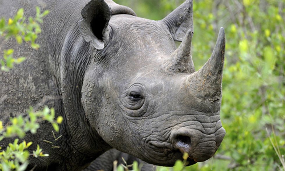 Can Drones Stop Poaching and Save Rhinos and Elephants?