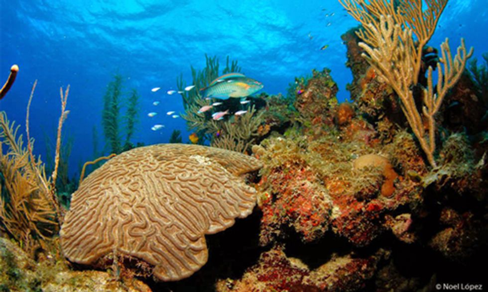 Will Normalized Relations With Cuba Help Restore Florida's Coral Reefs?
