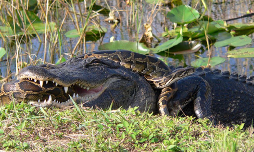 Can the Everglades Be Restored?