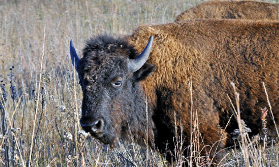 Wild Buffalo Roam East of the Mississippi for First Time Since 1830s