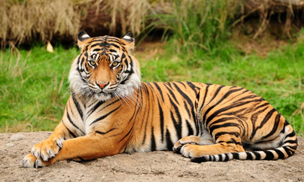 10 Animal Species That Could Vanish in 2015 if We Don't Act Now