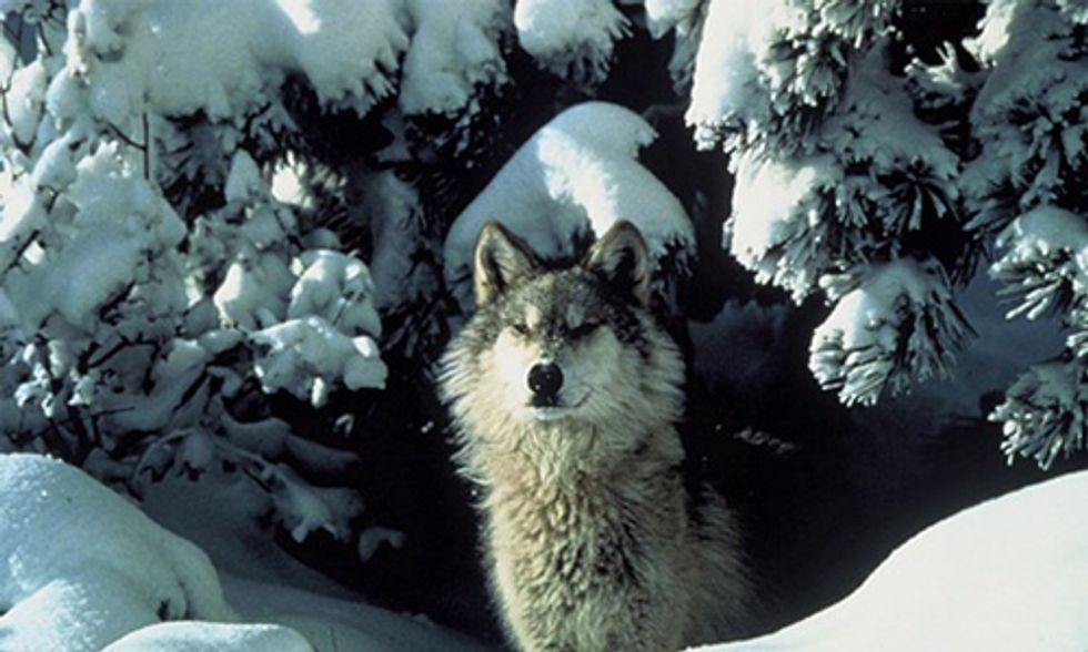 Two Dozen Coyotes Killed in 'Wolf-Kill Derby' Hunting Contest