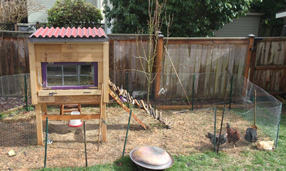 10 Tips on Raising Backyard Chickens