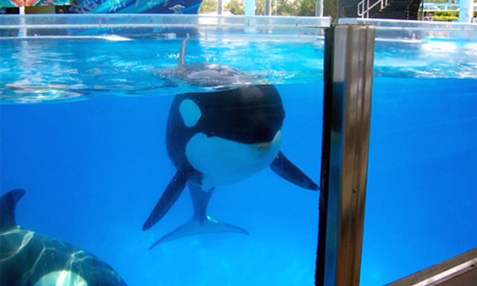 Captain Paul Watson: If I Were CEO of SeaWorld