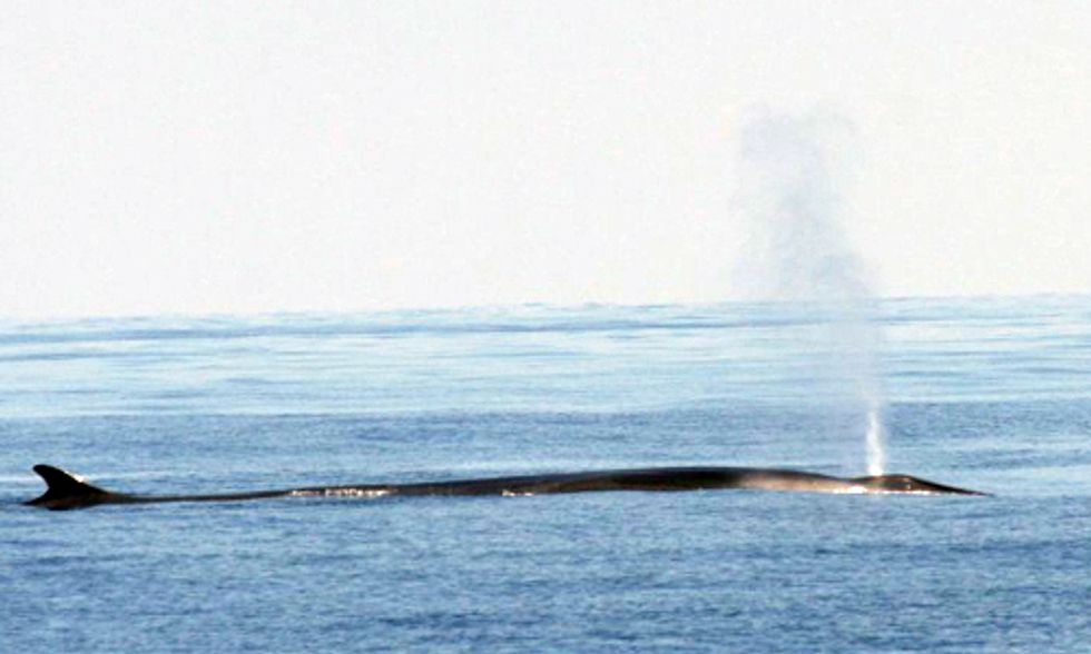 Whale Testicle Beer Ignites Controversy