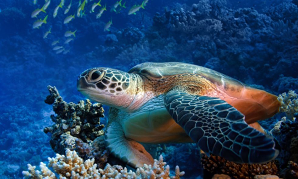 Protecting the Galapagos Islands