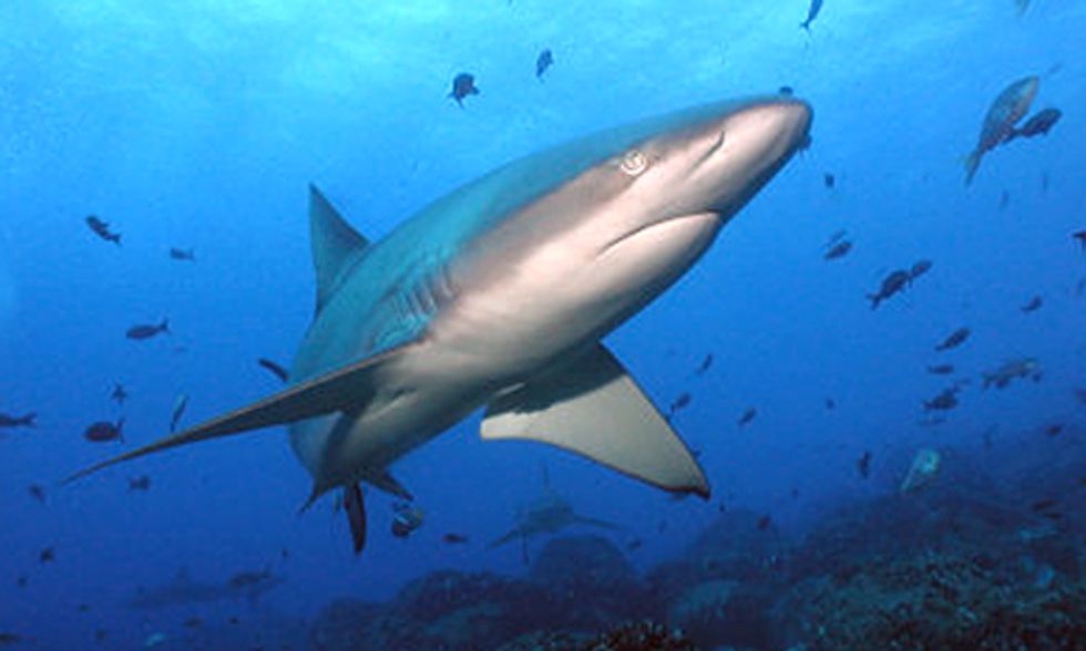 3 Reasons Humans Are to Blame for Hysteria Over Sharks