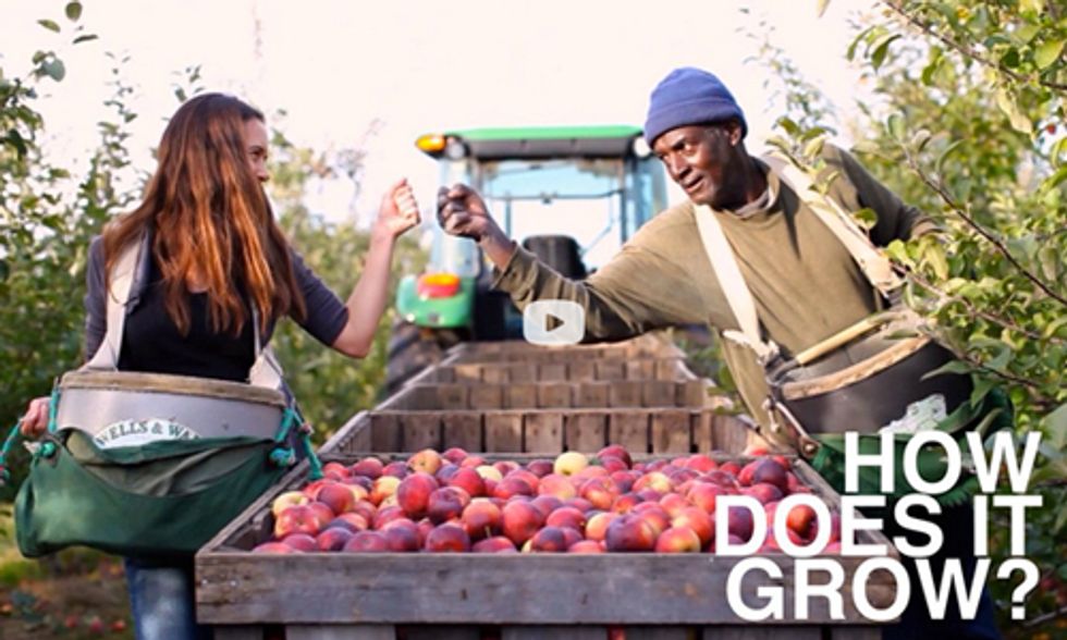 From Field to Fork: How Do Apples Grow?