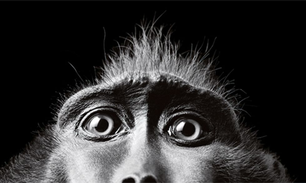 Stunning Photos Show Similarities Between Humans and Other Animals