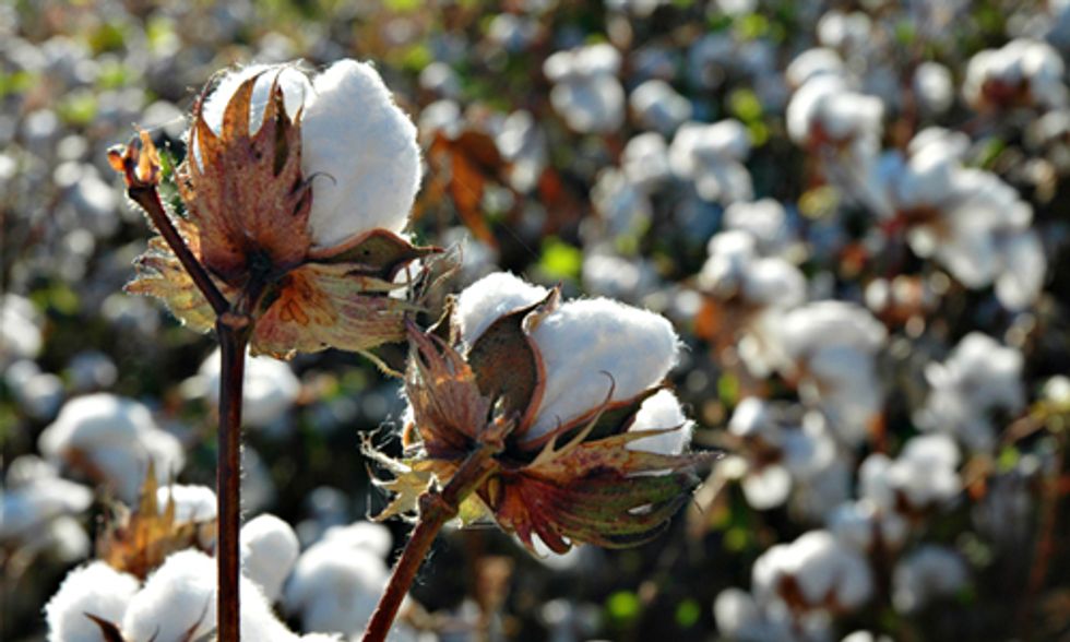 USDA Green-Lights Yet Another Monsanto GMO crop