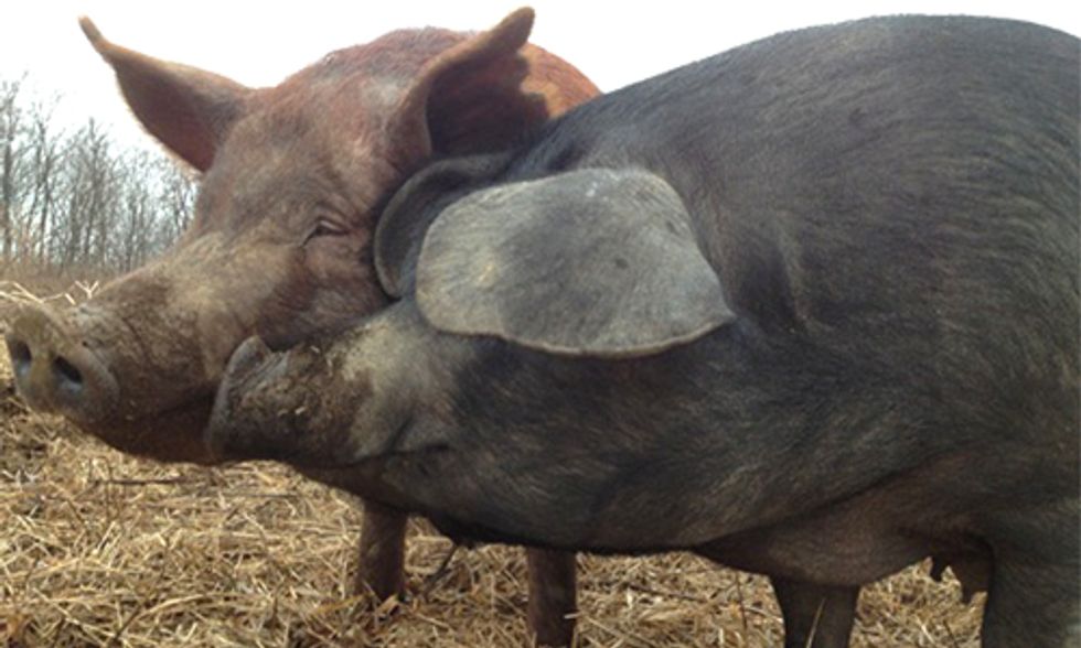 Why Chipotle’s Pork Problem Is Good for Farmers