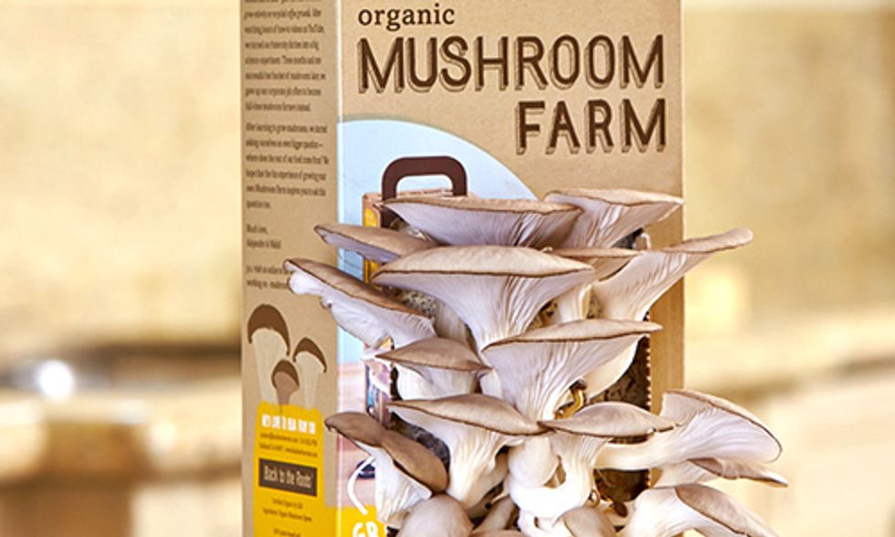 Why You Should Grow Mushrooms on Your Desk