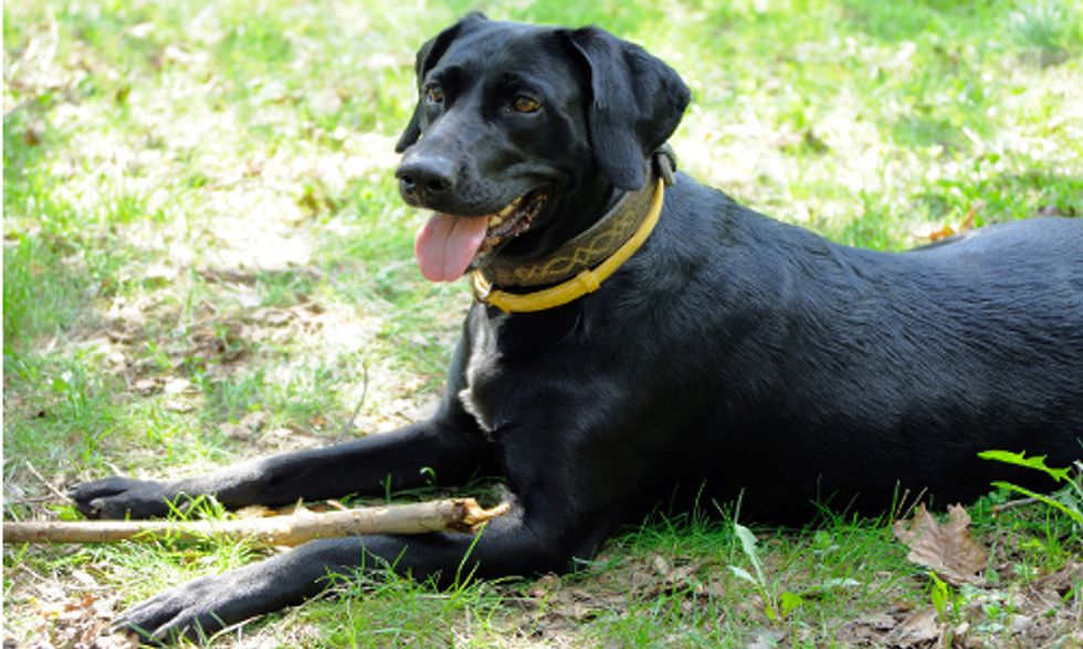 7 Natural Ways to De-Flea Your Dog
