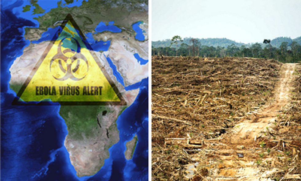 How Palm Oil, Fruit Bats and Deforestation Could Be Linked to Ebola Epidemic