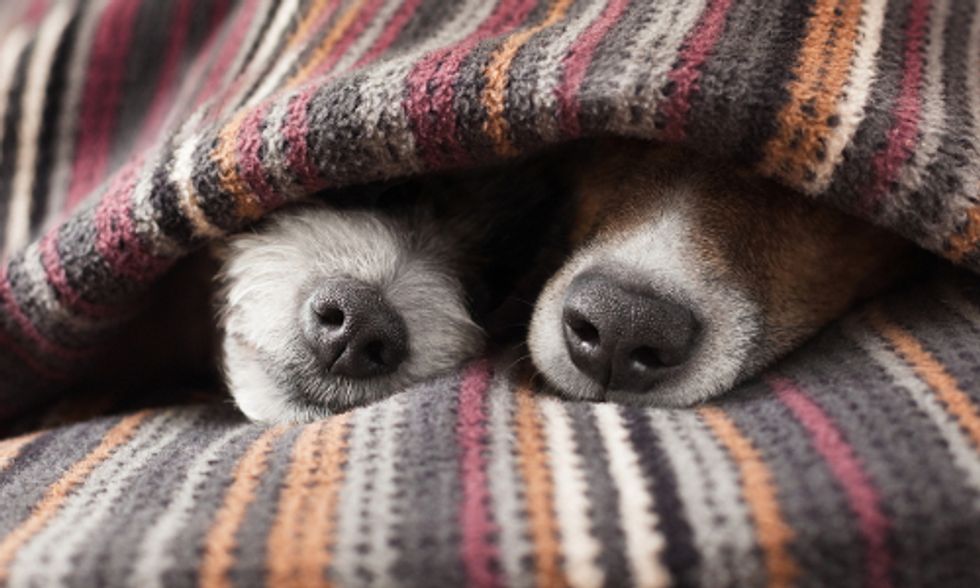 8 Ways To Keep Your Pet Safe and Healthy This Winter