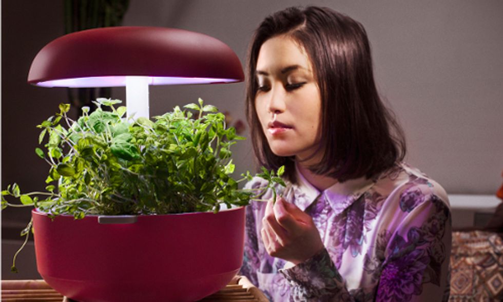 Hydroponic Planter Makes It Easy to Grow Your Own Indoor Edible Garden