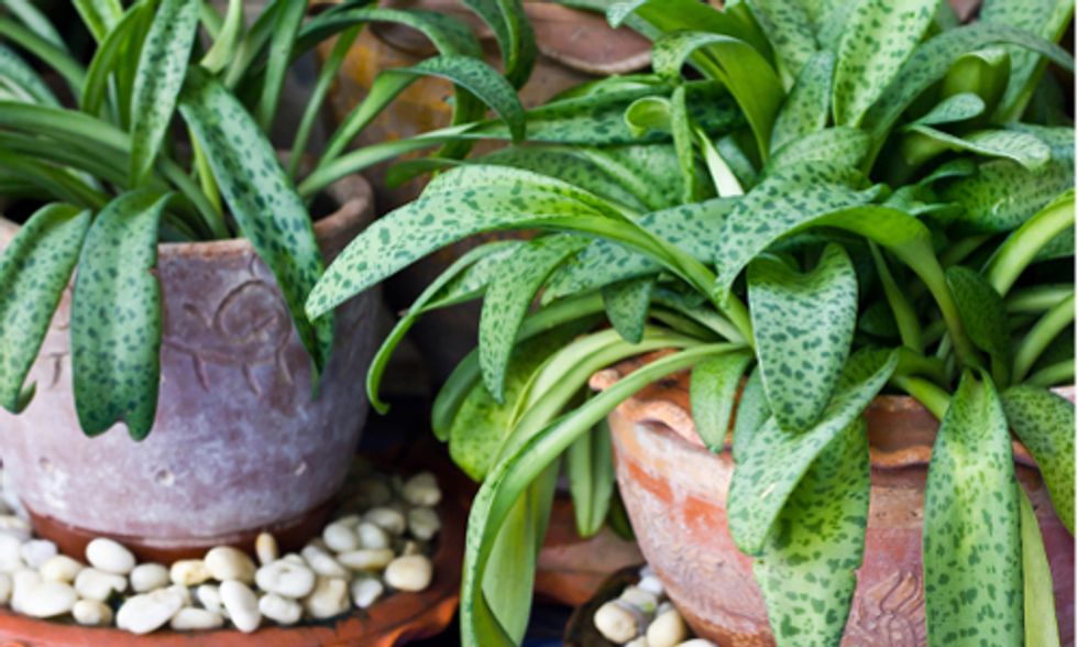 How House Plants Keep You Healthy