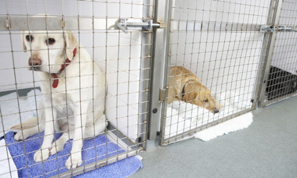 Find Out If Your State Is Animal Friendly