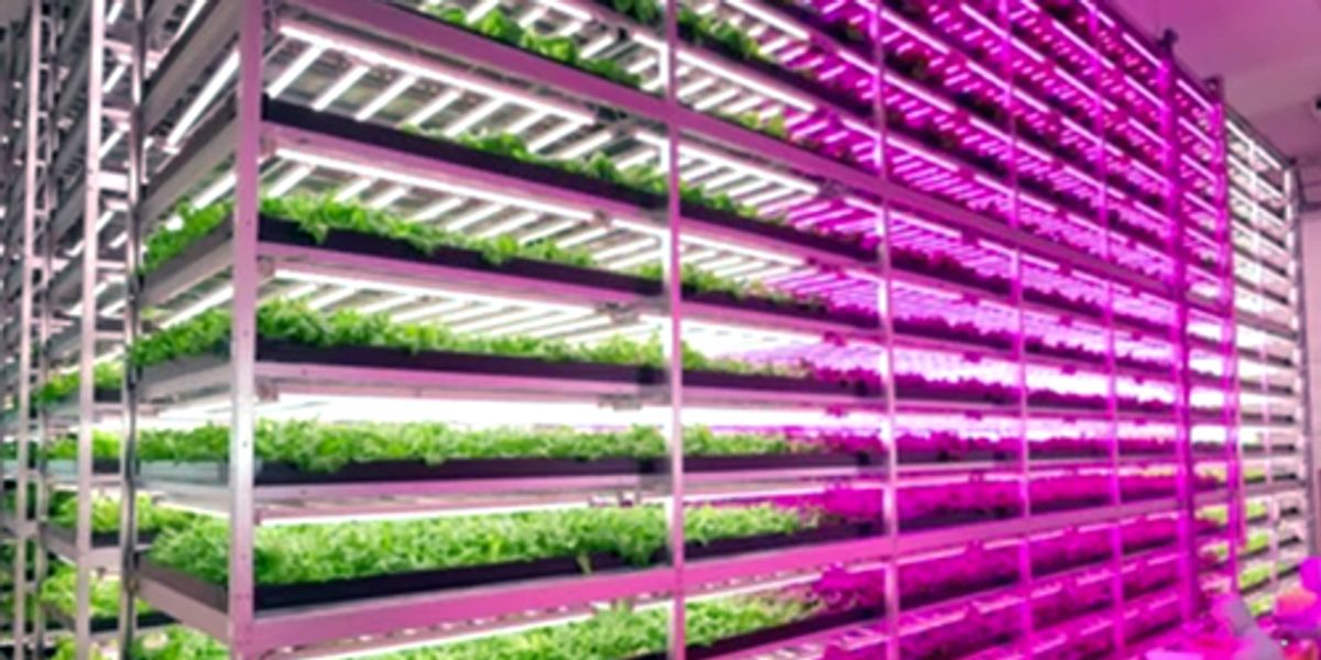 World's Largest 'Vegetable Factory' Revolutionizes Indoor Farming ...