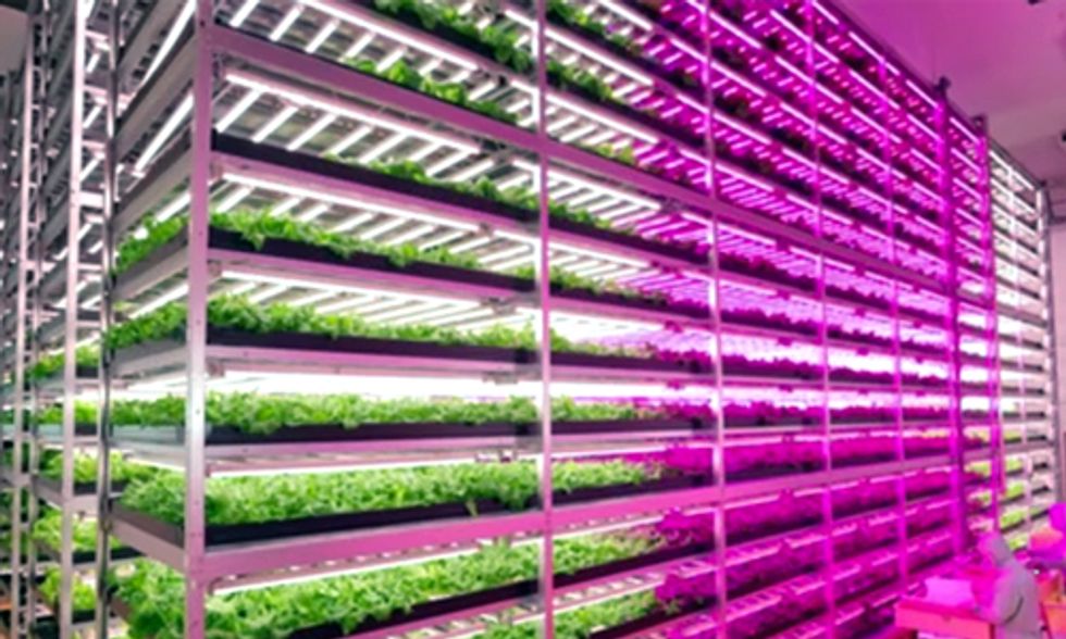 World's Largest 'Vegetable Factory' Revolutionizes Indoor Farming