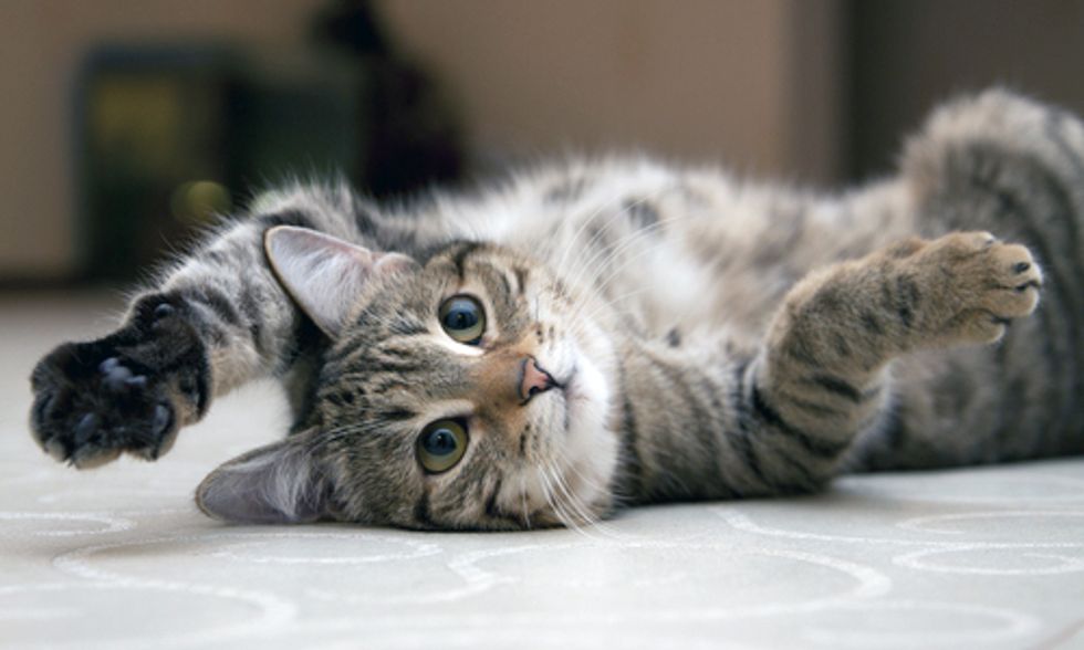 How to Switch Your Cat to a Healthy Diet