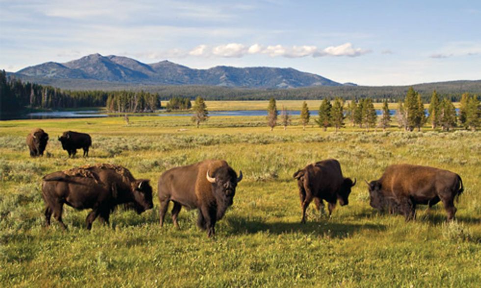 405 Wild Bison Slaughtered in Yellowstone National Park So Far This Season