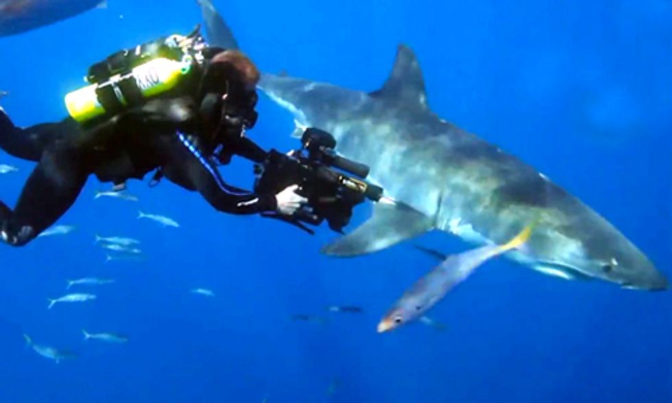 Nat Geo WILD Offers Opportunity of a Lifetime for One Lucky Filmmaker