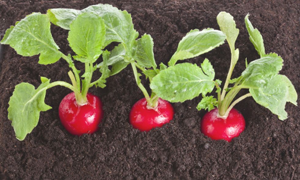 7 Edible Plants You Wouldn't Think You Could Grow Inside in the Winter