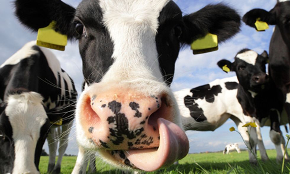 Ice Cream Giant Announces Plans to Stop Using Milk From Cows Treated With Artificial Hormone rBST