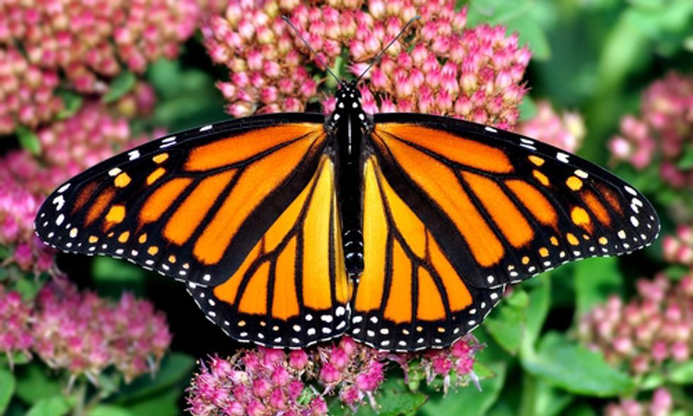 Monsanto's Roundup Ready Crop System Puts Monarch Butterflies at Brink of Extinction