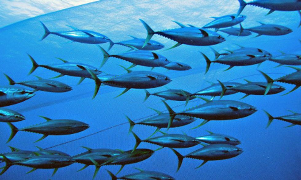 What to Consider When Buying a Can of Tuna