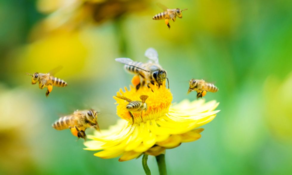 Global Ban on Bee-Killing Neonics Needed Now