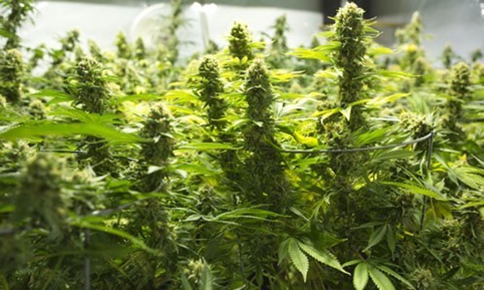 Thirsty (And Illegal) Pot Farms Stealing Water Amid California's Epic Drought