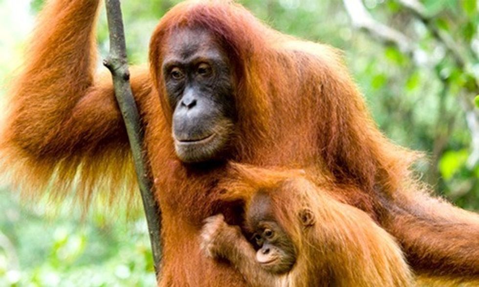 Starbucks, Wake Up and Smell the Coffee: Palm Oil Is Destroying Our Planet