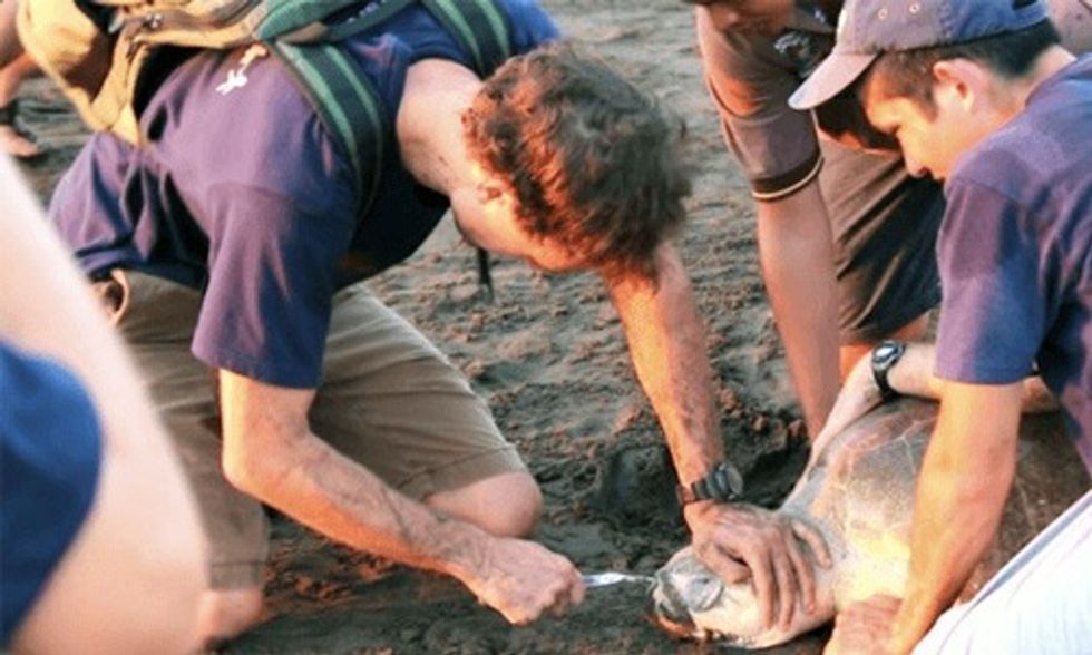 Exclusive Interview: Researchers Remove Plastic Fork Lodged in Sea Turtle's Nose