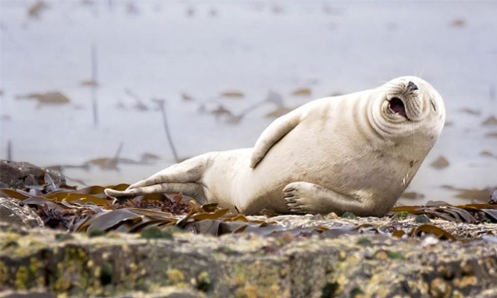 13 Winning Images From First-Ever Comedy Wildlife Photography Contest