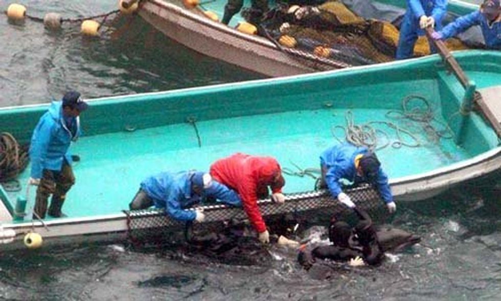 Bottlenose Dolphins Endure Brutal Capture and Slaughter in Taiji's